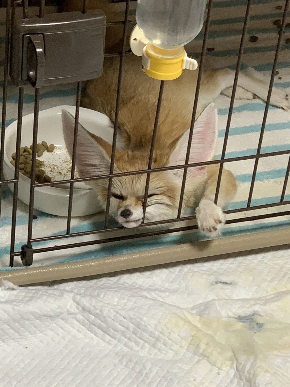 Picture of a fennec fox