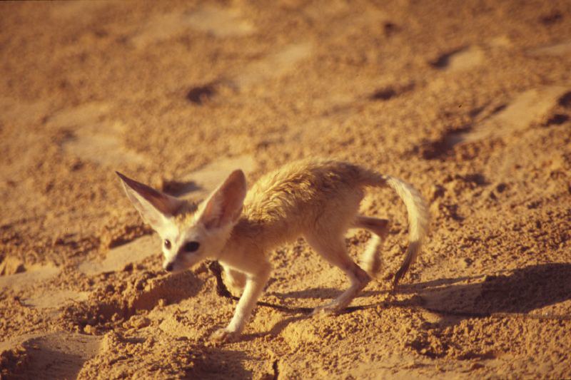 Picture of a fennec fox