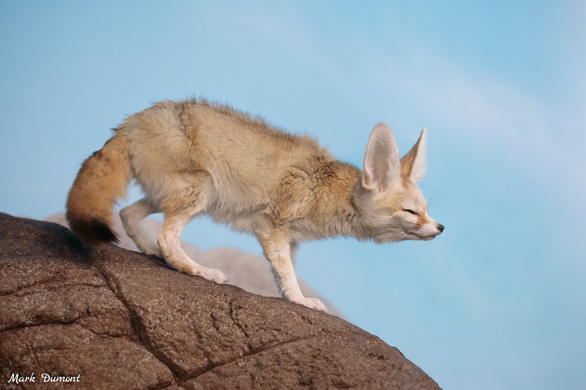 Picture of a fennec fox