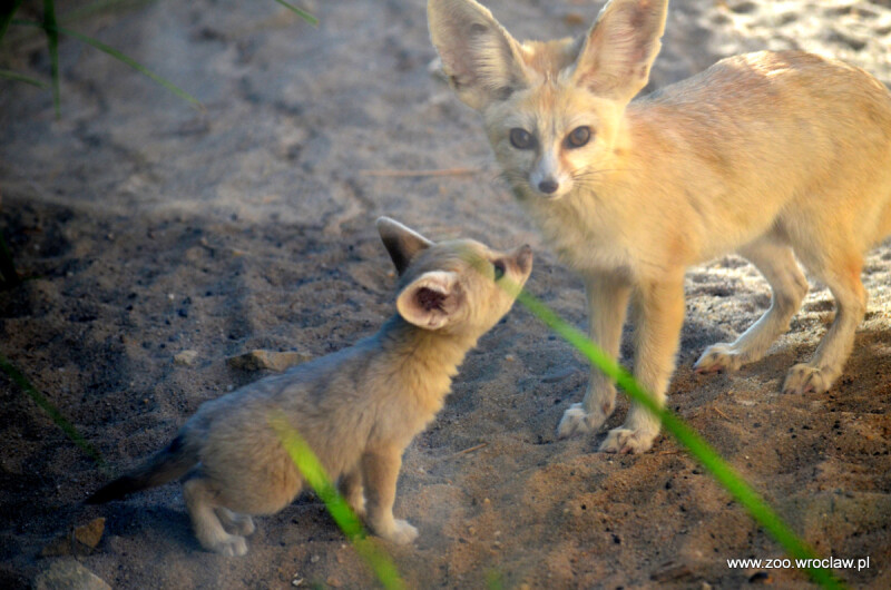 Picture of a fennec fox