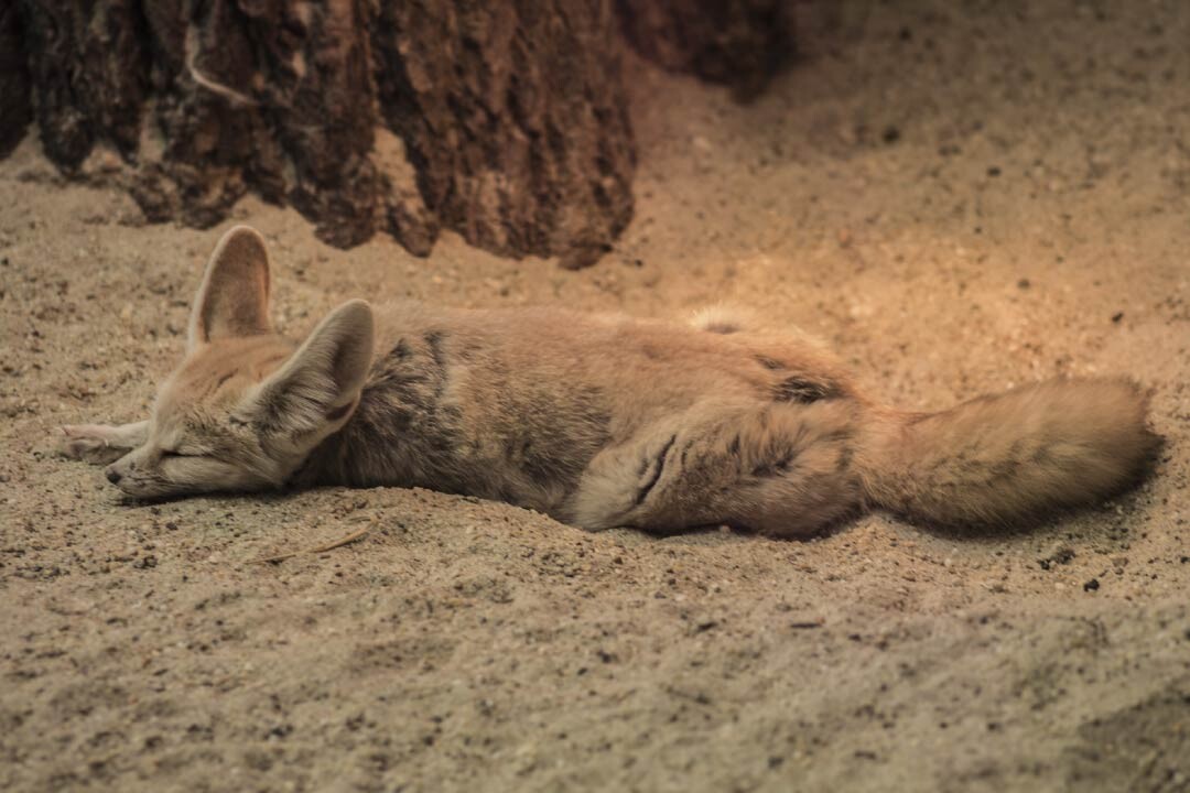 Picture of a fennec fox