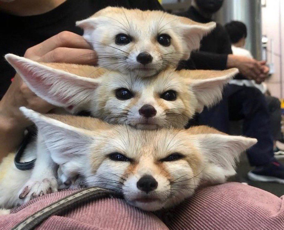 Picture of a fennec fox