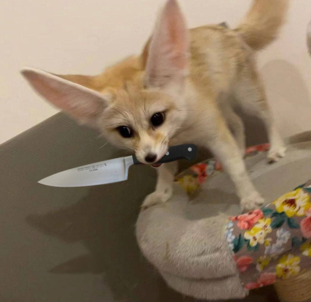 Picture of a fennec fox