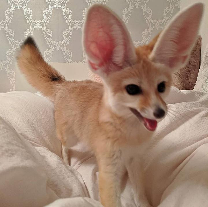 Picture of a fennec fox
