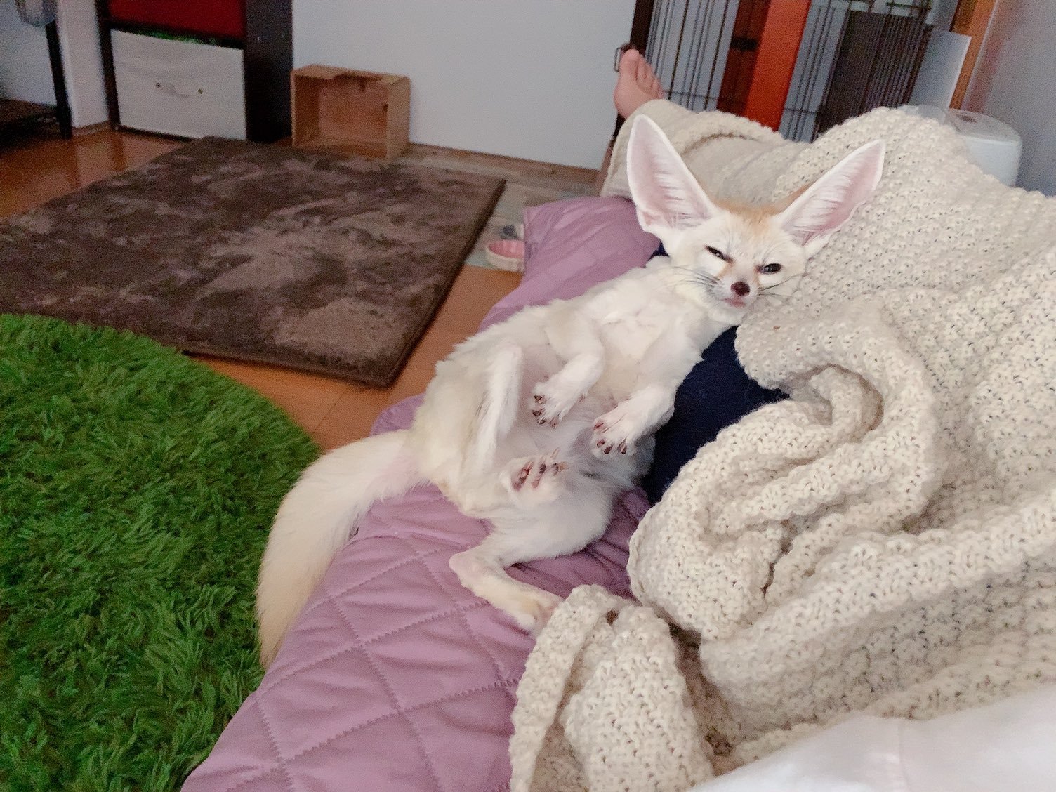 Picture of a fennec fox