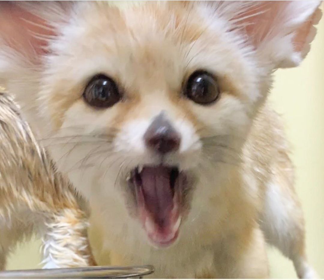 Picture of a fennec fox