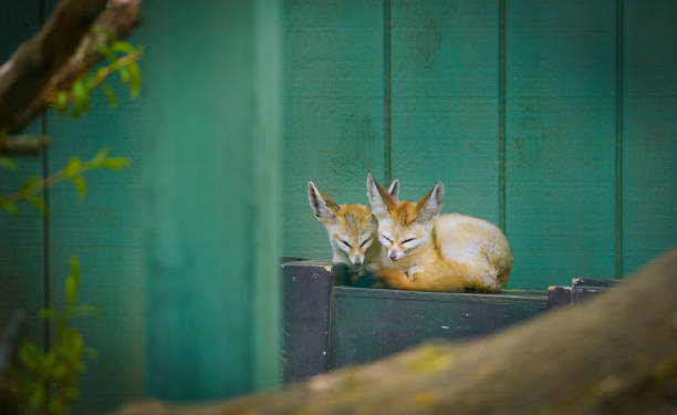 Picture of a fennec fox