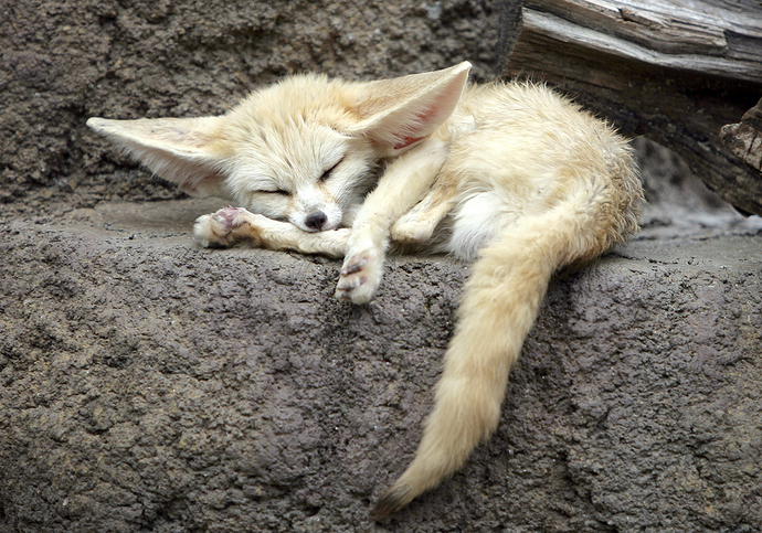 Picture of a fennec fox
