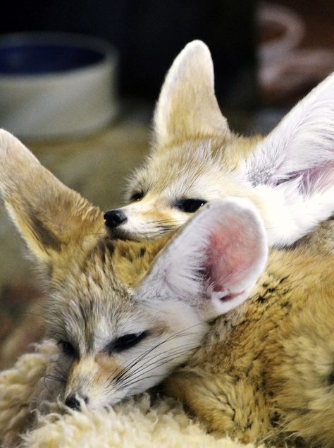 Picture of a fennec fox