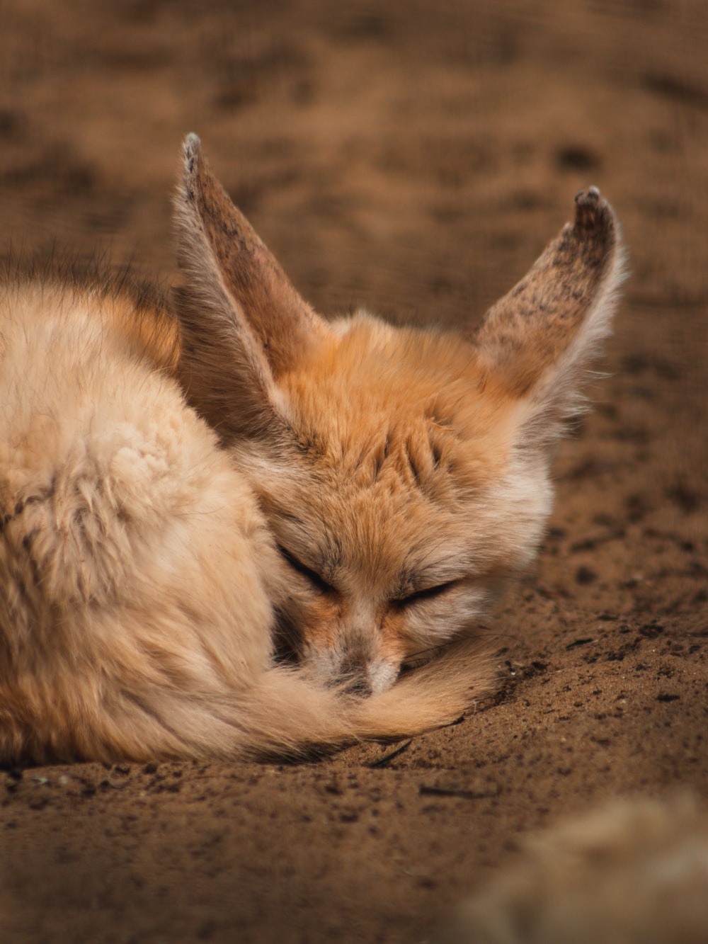 Picture of a fennec fox