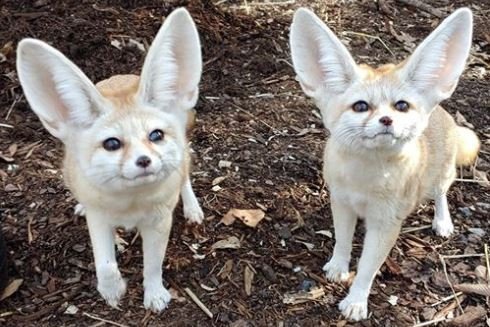 Picture of a fennec fox