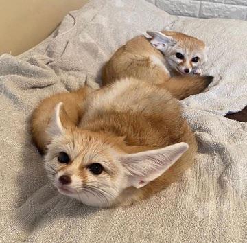 Picture of a fennec fox