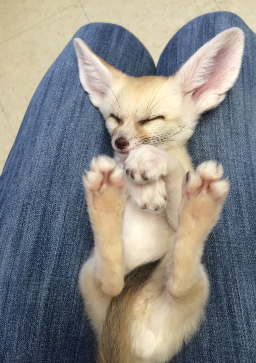 Picture of a fennec fox