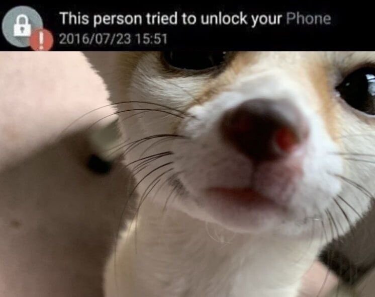 Picture of a fennec fox