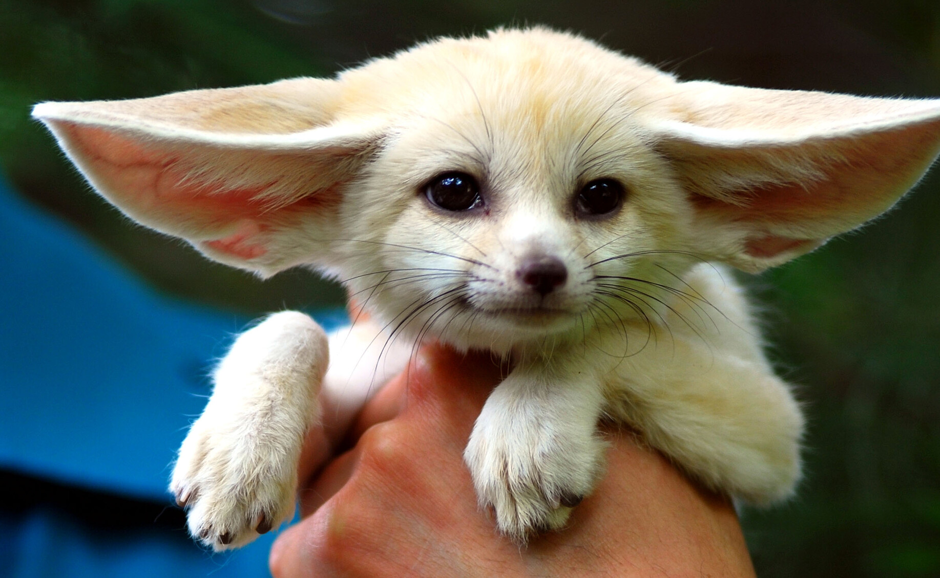 Picture of a fennec fox