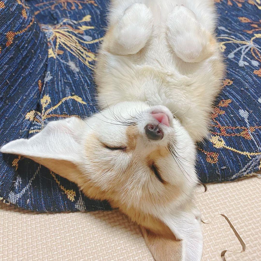 Picture of a fennec fox
