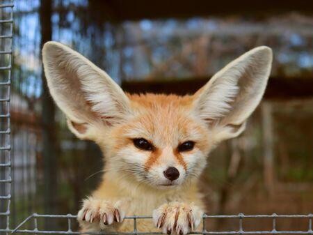 Picture of a fennec fox
