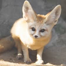 Picture of a fennec fox