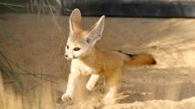 Picture of a fennec fox