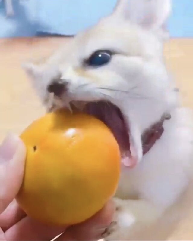 Picture of a fennec fox