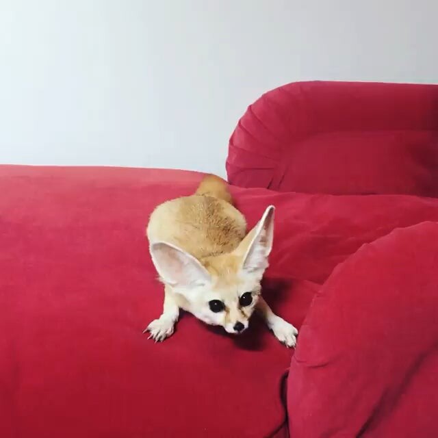 Picture of a fennec fox