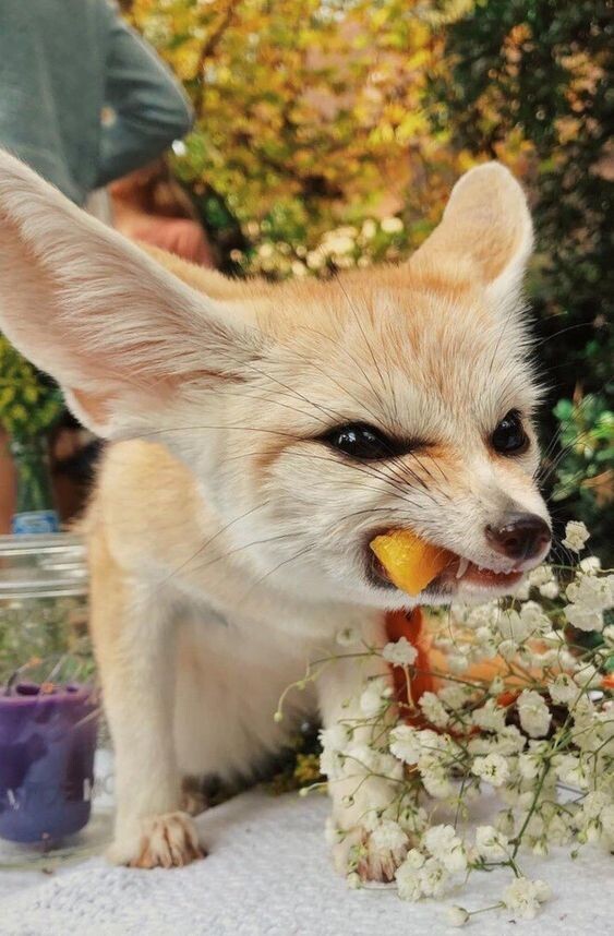 Picture of a fennec fox