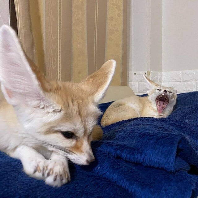 Picture of a fennec fox