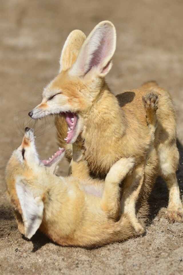 Picture of a fennec fox