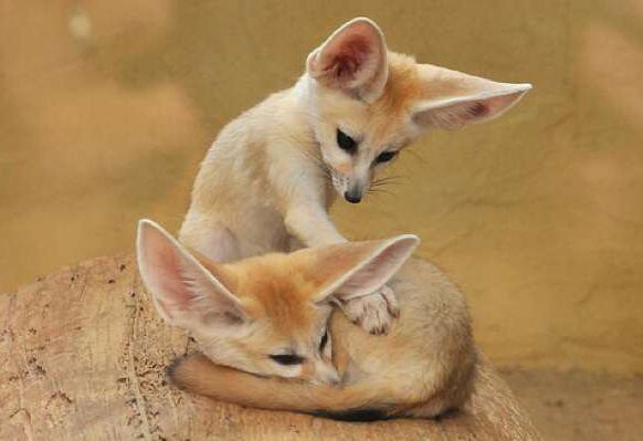 Picture of a fennec fox