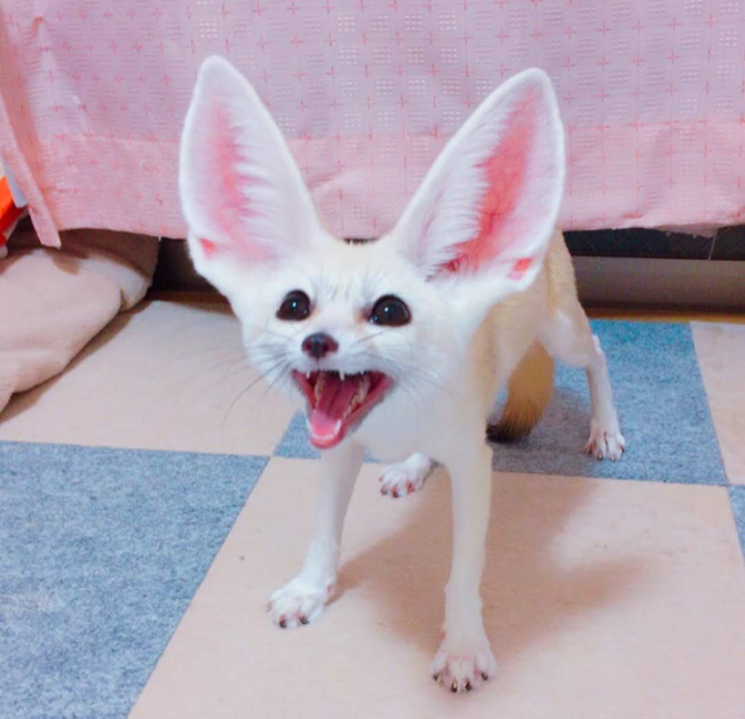 Picture of a fennec fox