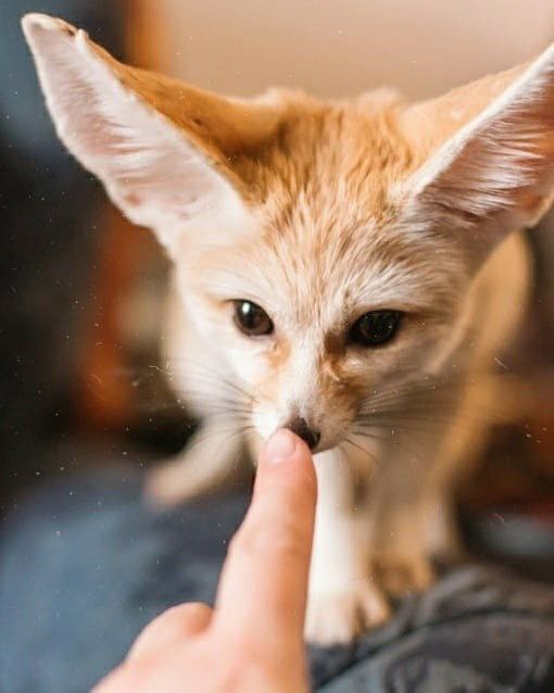 Picture of a fennec fox