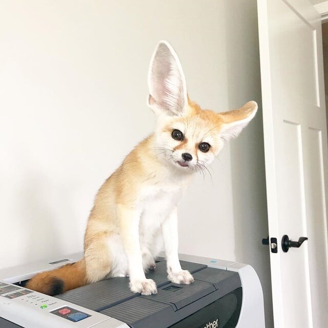 Picture of a fennec fox