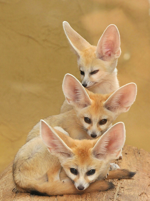 Picture of a fennec fox