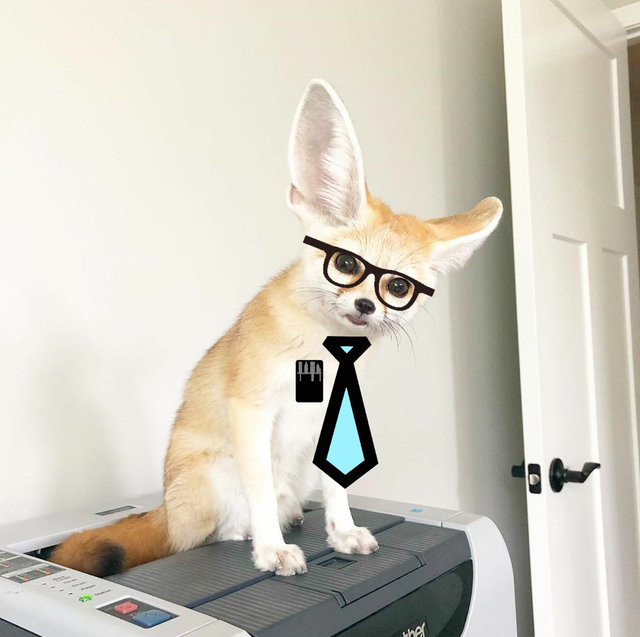 Picture of a fennec fox