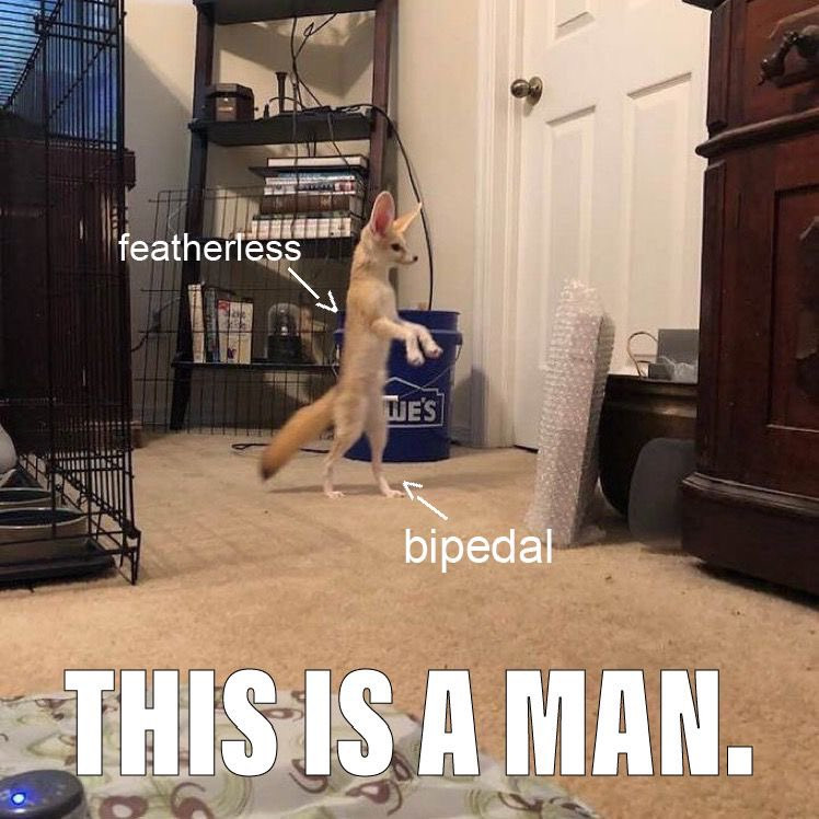 Picture of a fennec fox