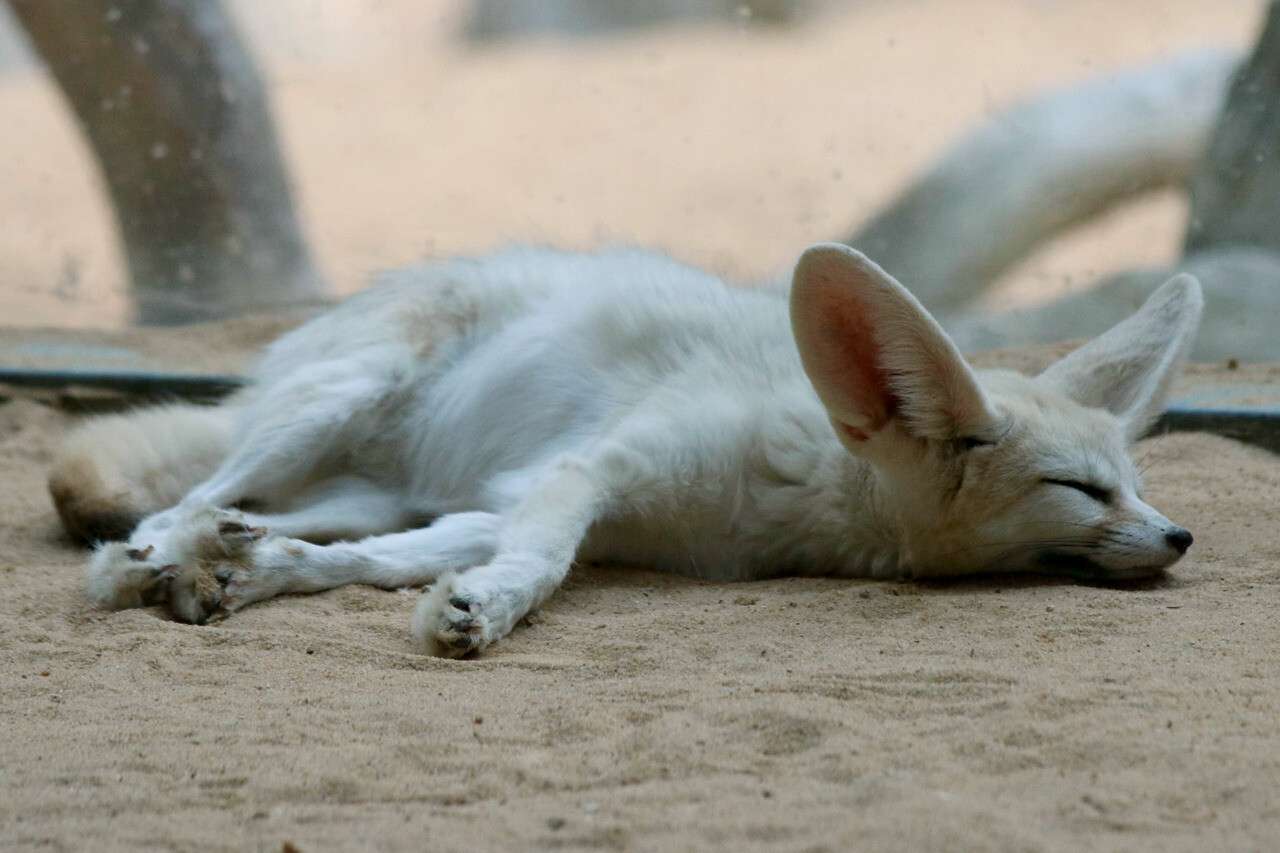 Picture of a fennec fox