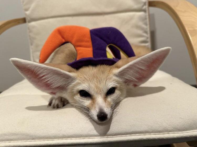 Picture of a fennec fox