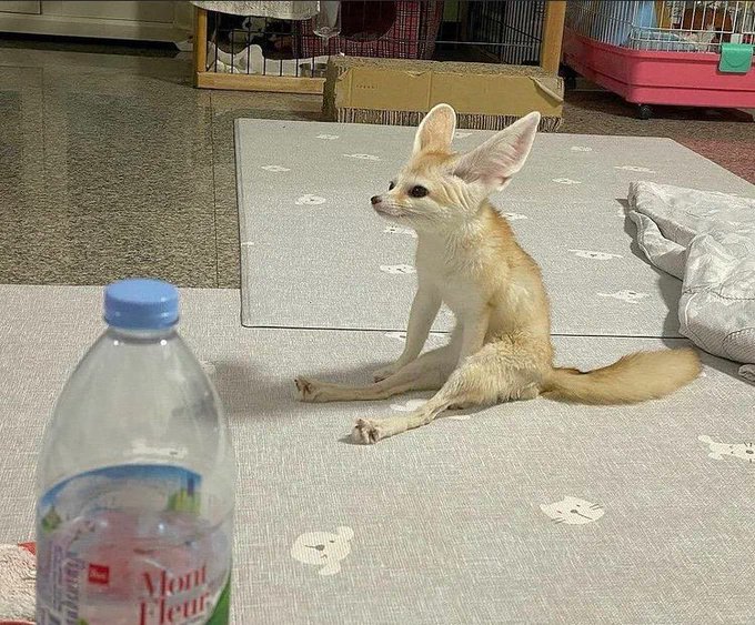 Picture of a fennec fox