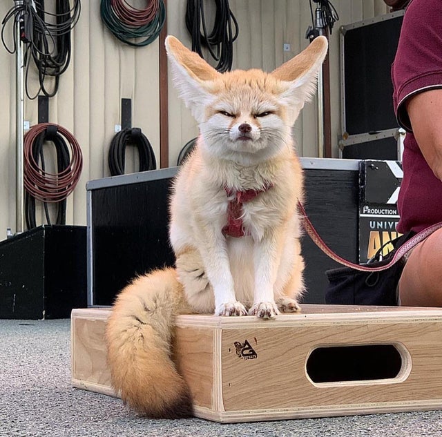 Picture of a fennec fox