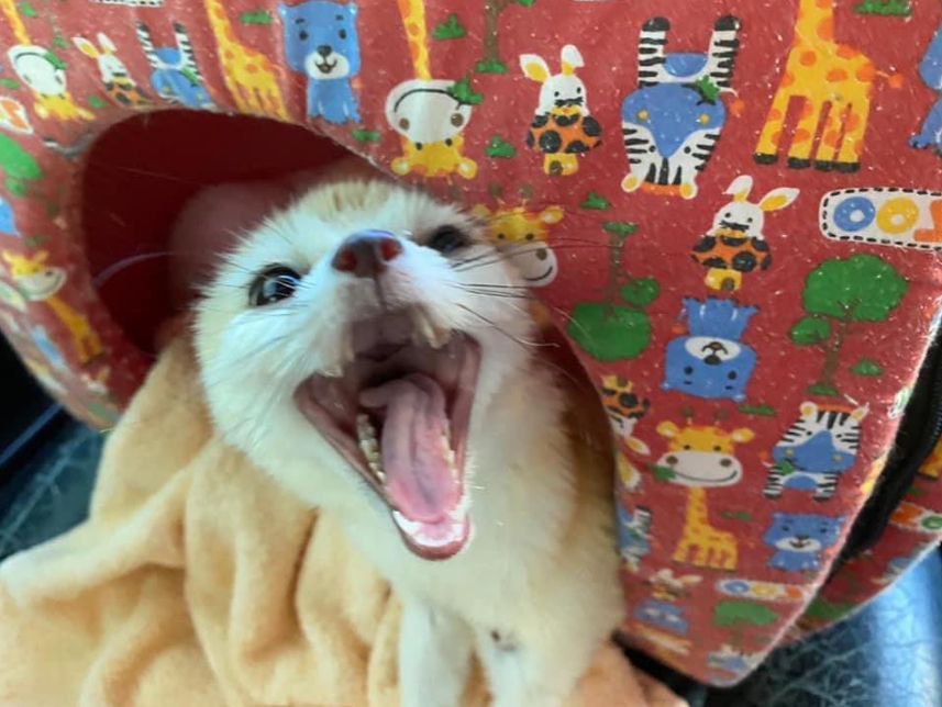 Picture of a fennec fox