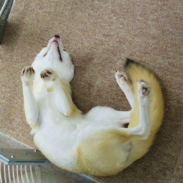 Picture of a fennec fox