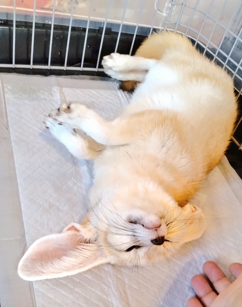 Picture of a fennec fox