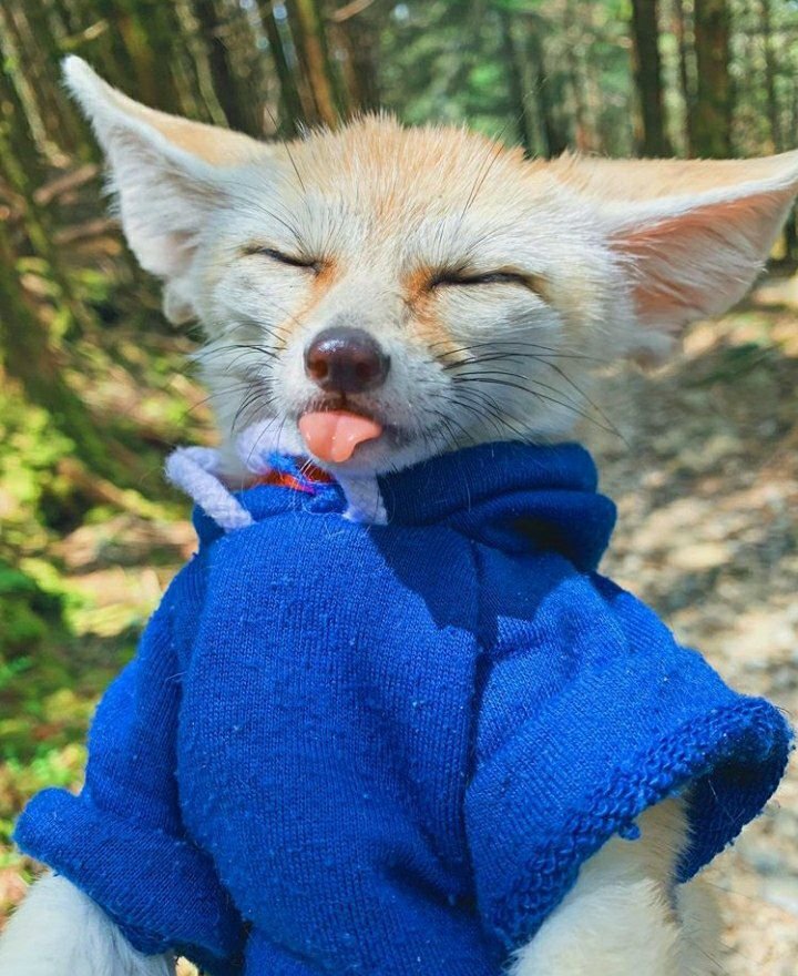 Picture of a fennec fox