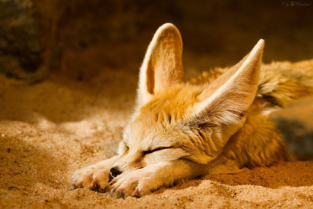 Picture of a fennec fox