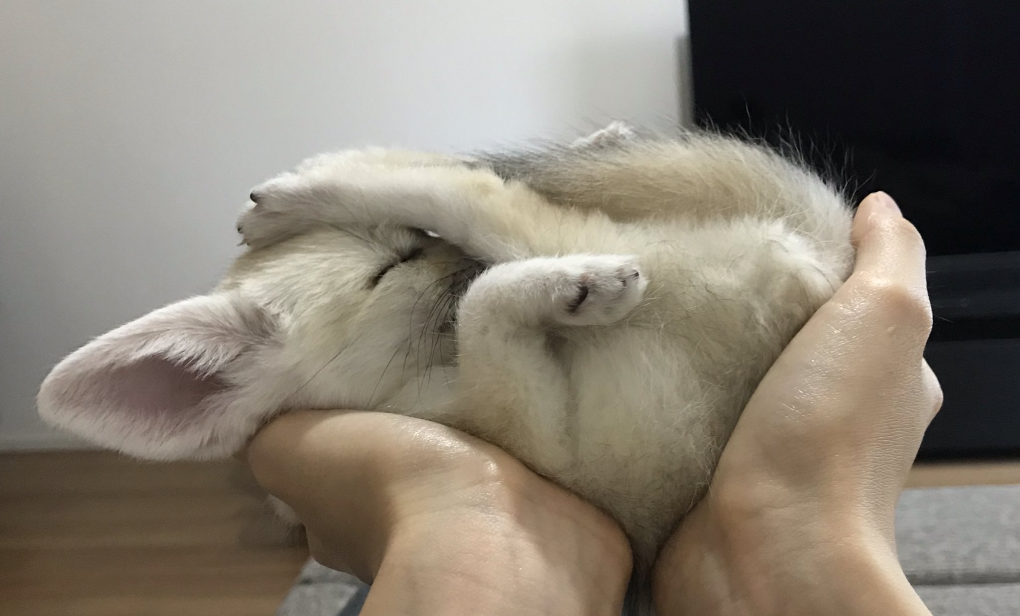 Picture of a fennec fox