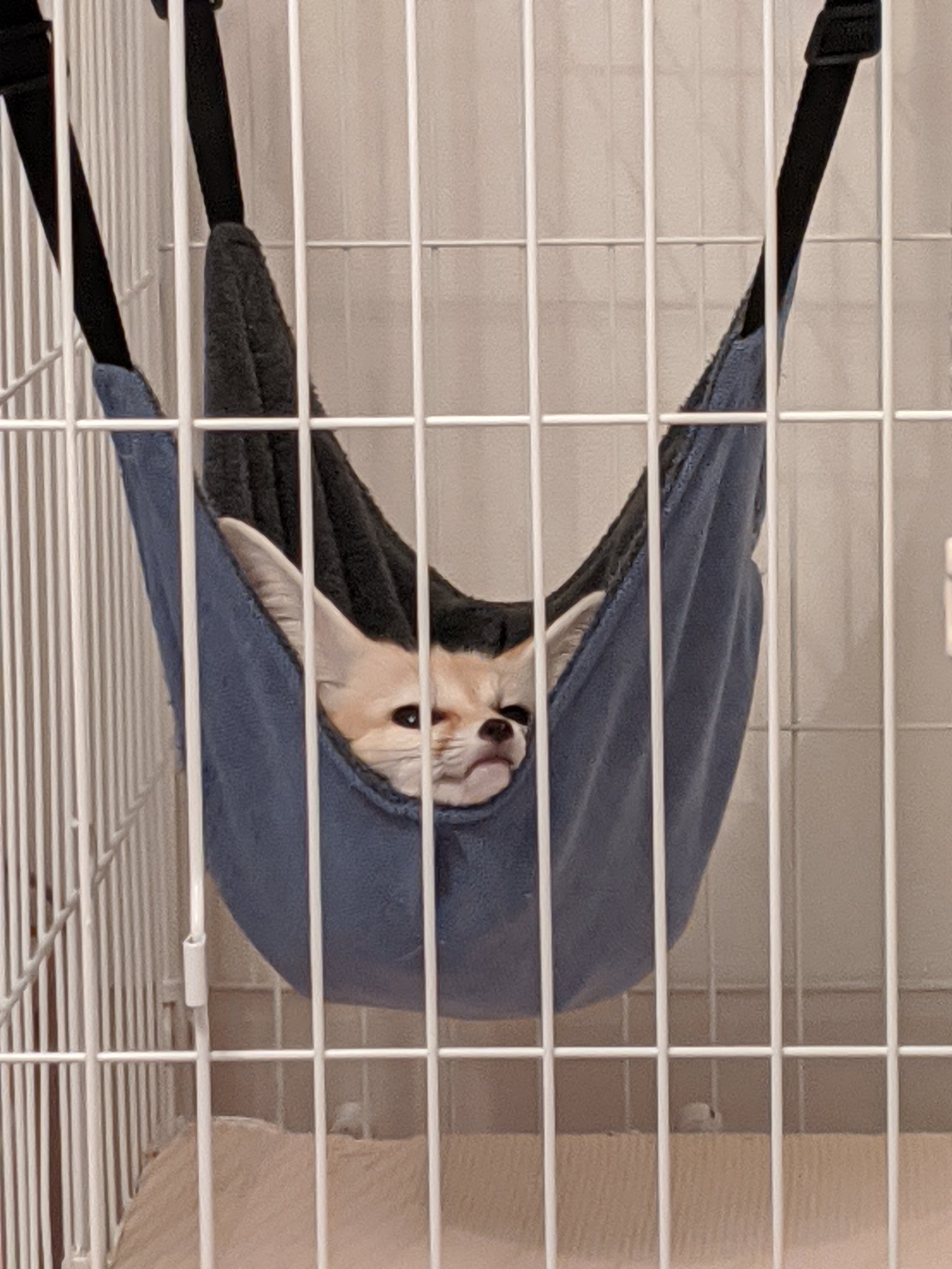 Picture of a fennec fox