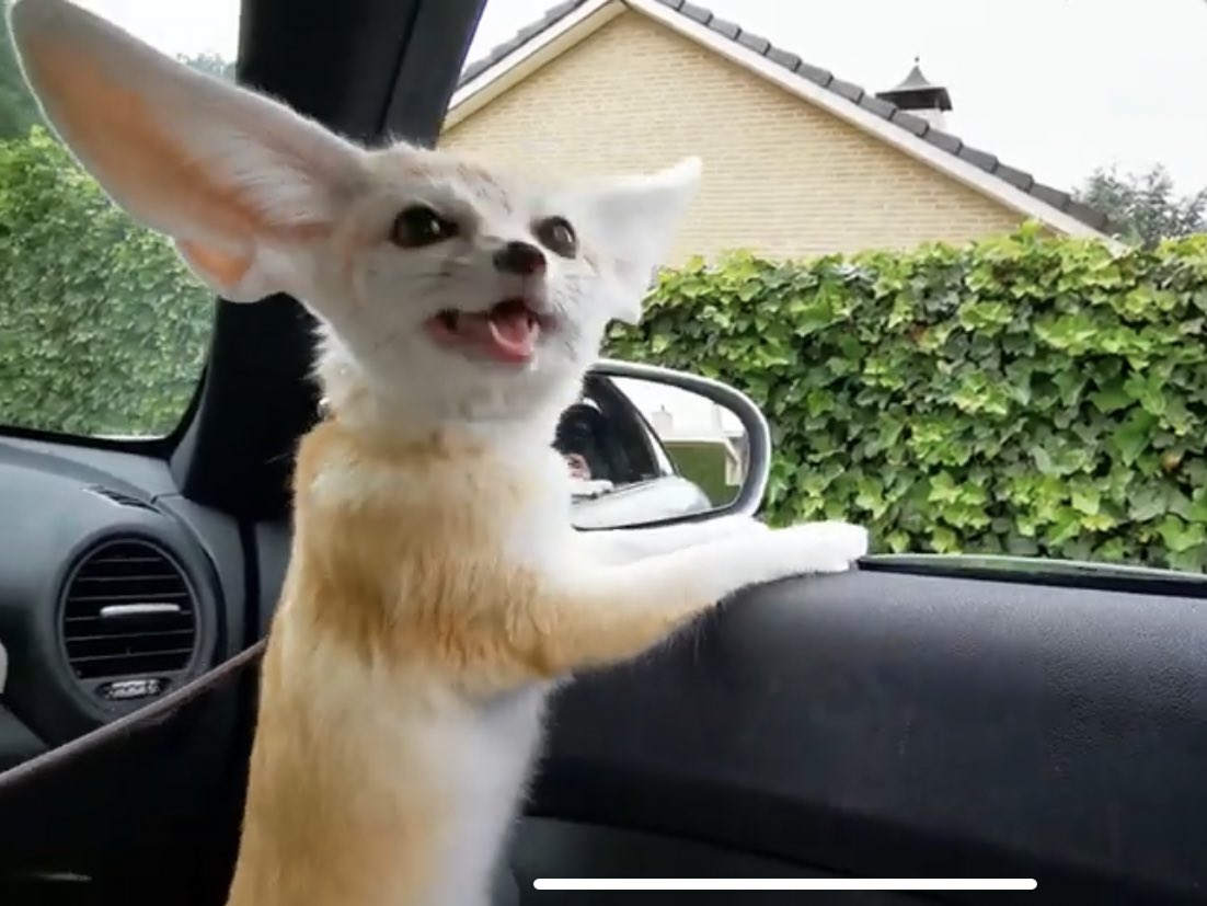 Picture of a fennec fox
