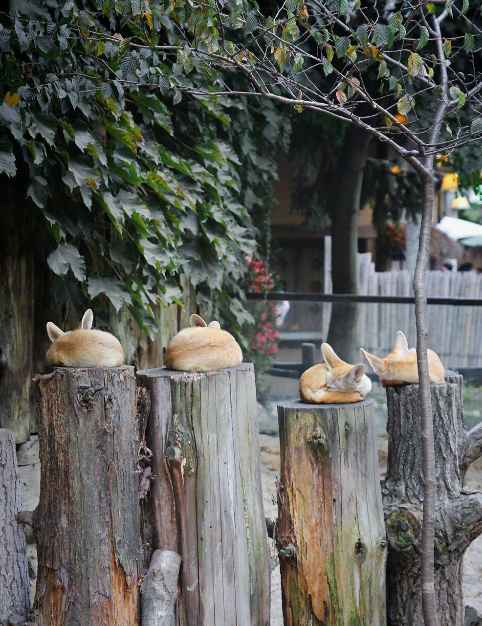 Picture of a fennec fox