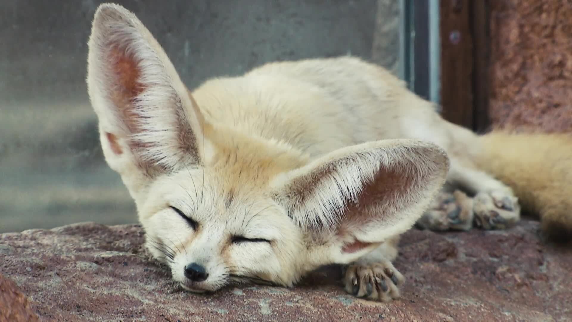 Picture of a fennec fox