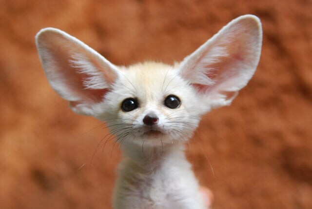 Picture of a fennec fox